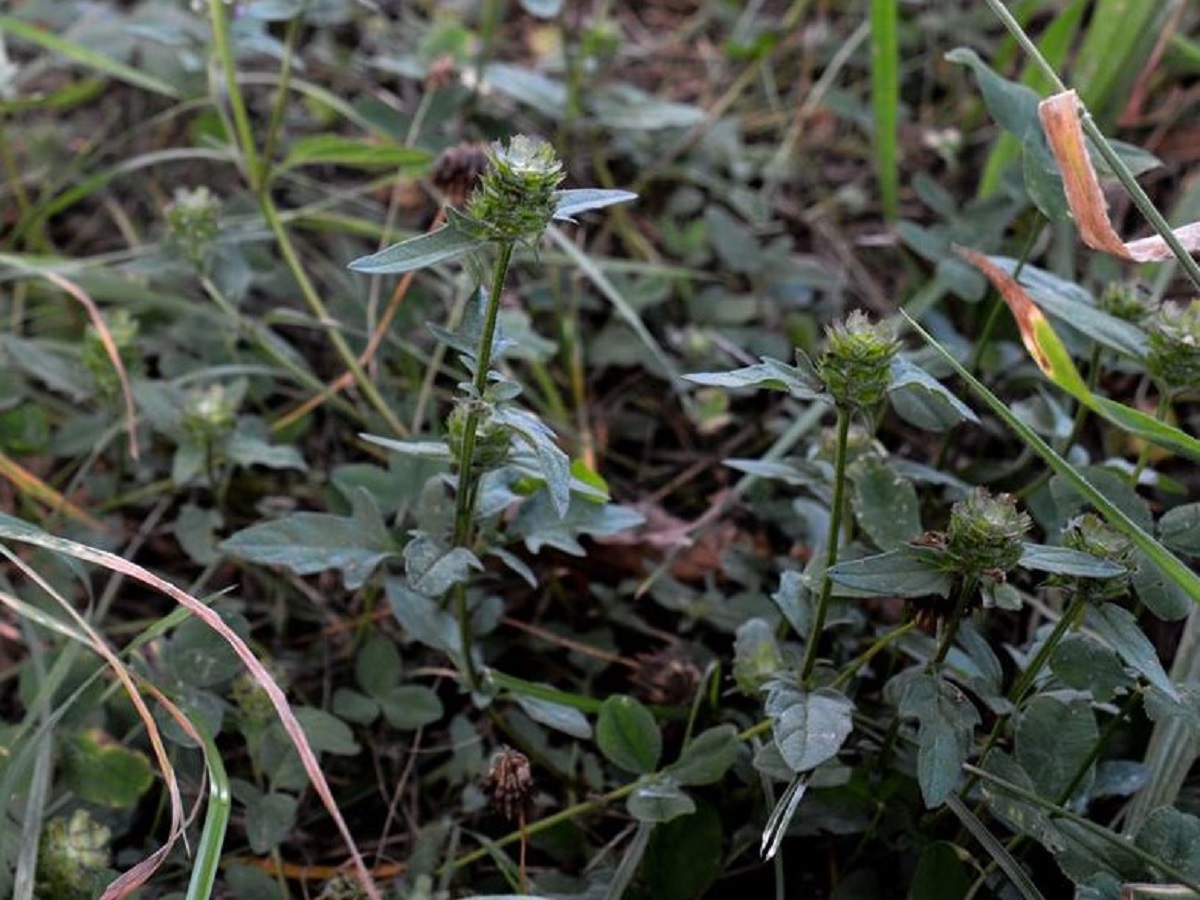 Prunella vulgaris var. pinnatifida (Lamiaceae)